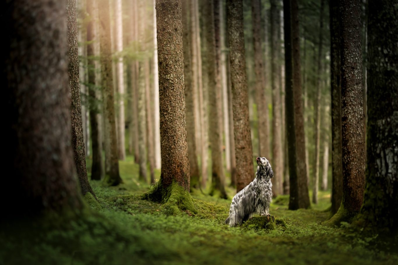 English Setter im Wald
